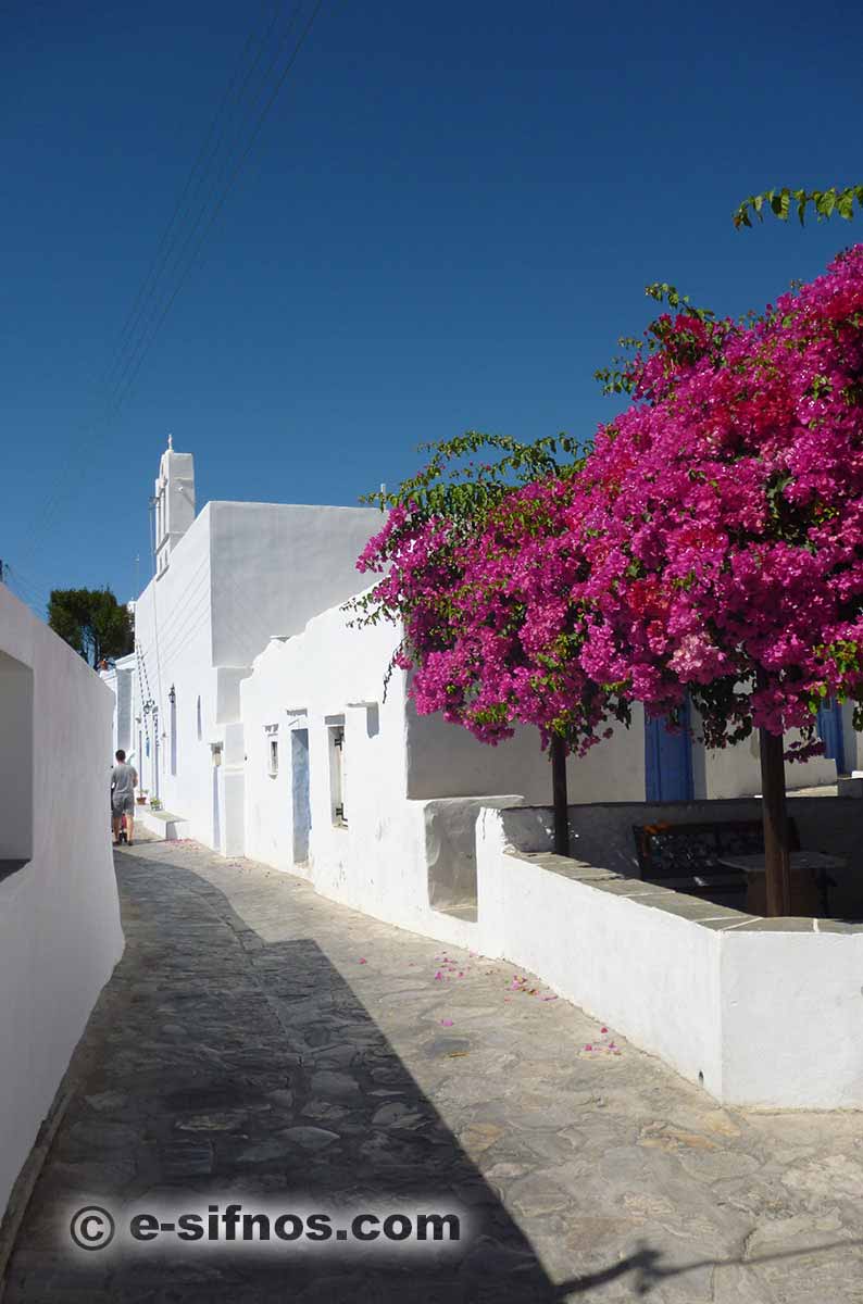 Blommande bougainvillea i en gränd i Artemonas