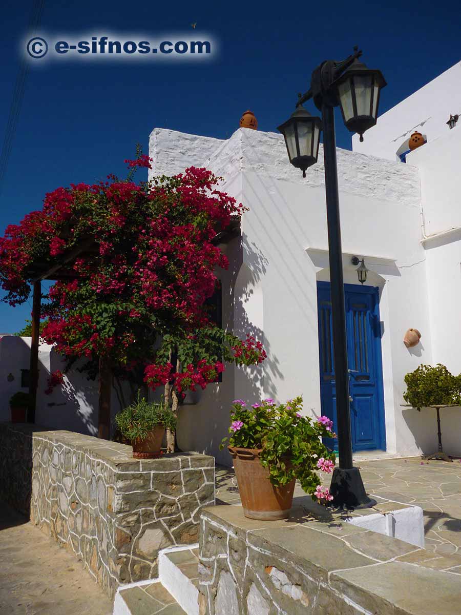 Blommande bougainvillea i Artemonas