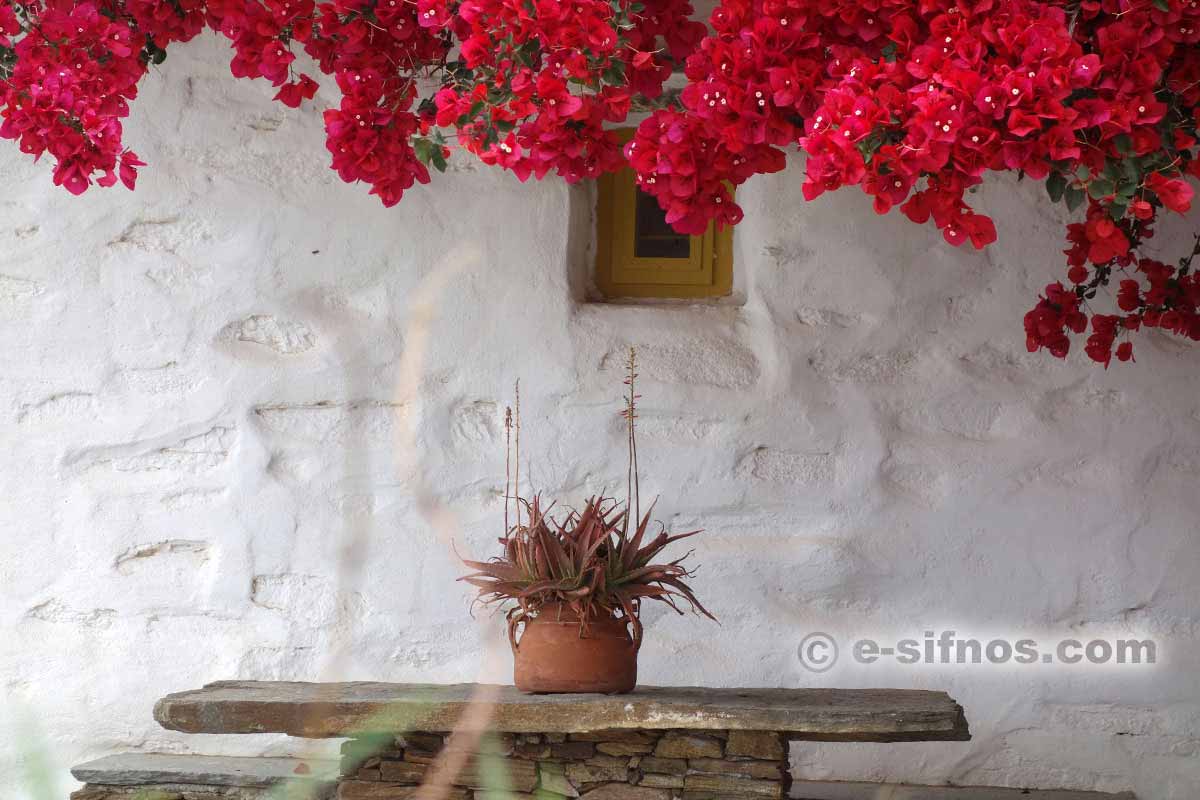 Blommande bougainvillea i Artemonas