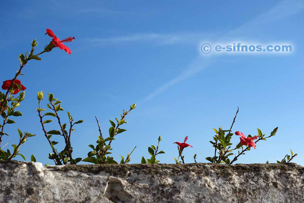 Blommande hibiskus i byn Agios Loukas