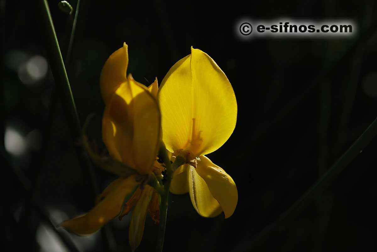 Blommande ginst